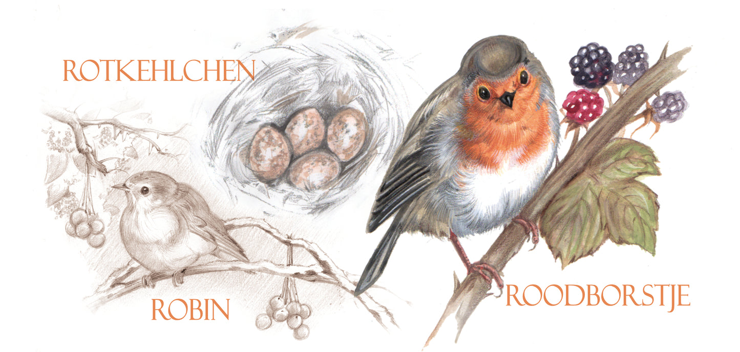 Mok Robin / Roodborst - New collection