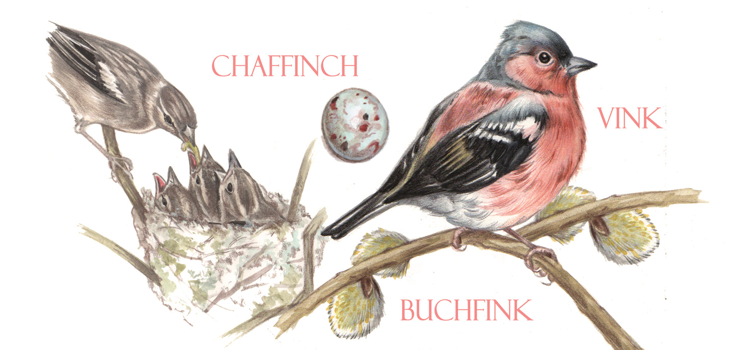 Mok Chaffinch / Vink - New collection