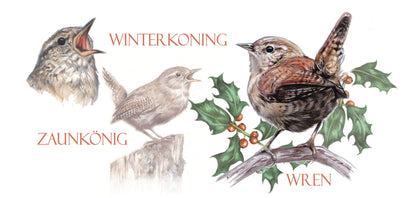 Mok Wren / Winterkoninkje - New collection