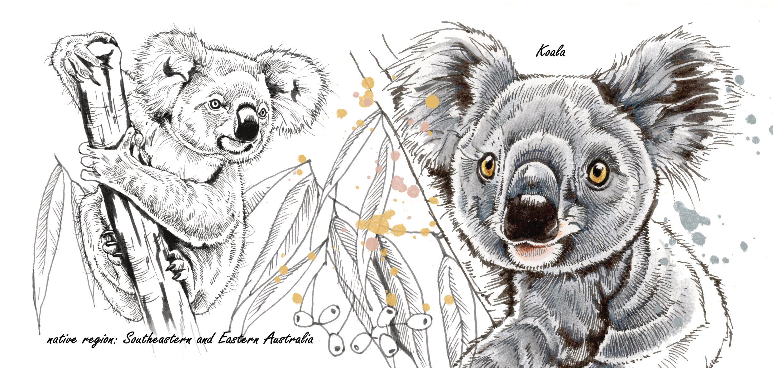 Mokkenserie Wildlife - Koala