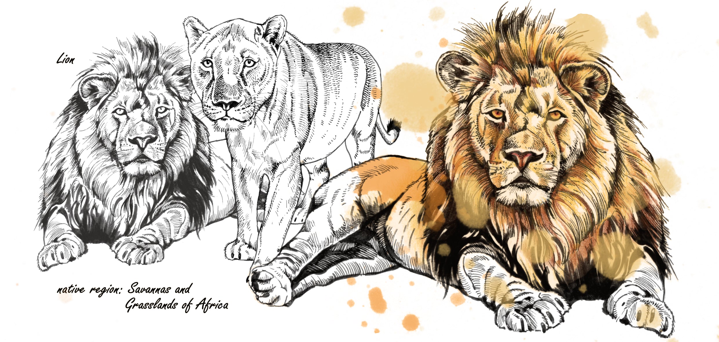 Mokkenserie Wildlife - Leeuw