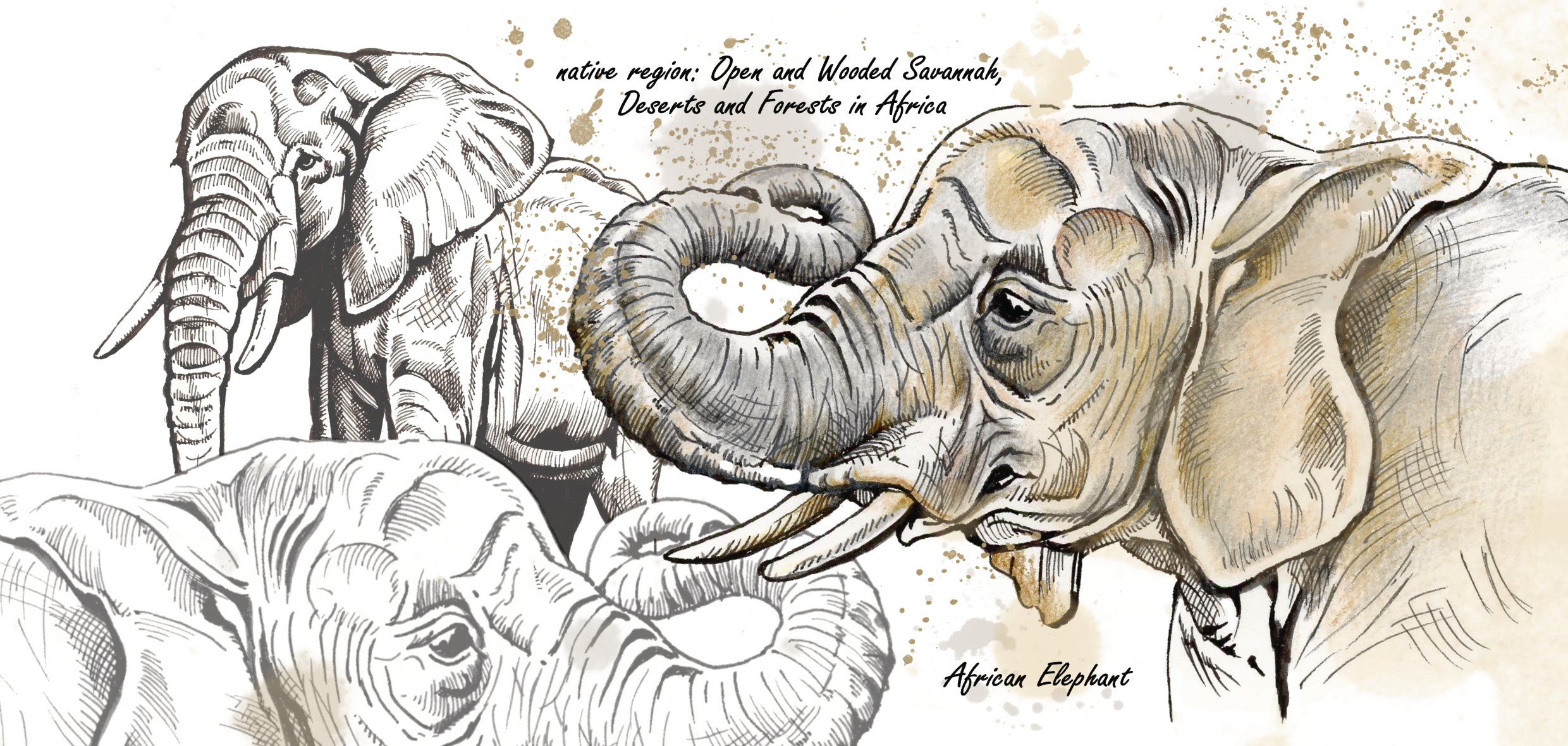 Mokkenserie Wildlife - Olifant