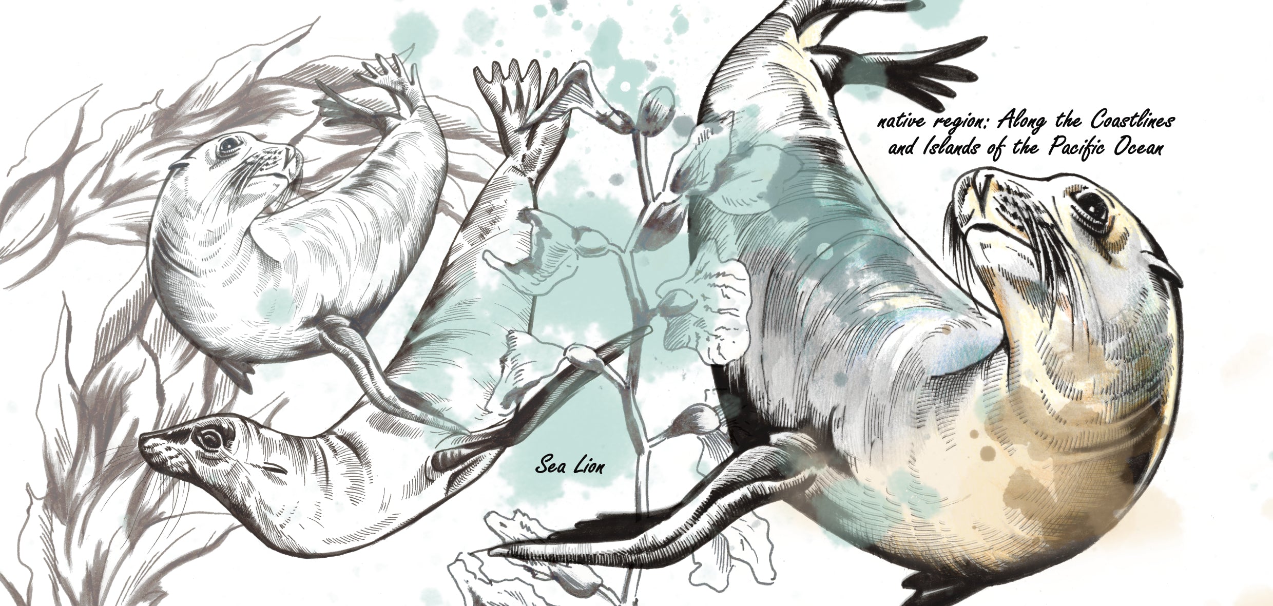 Mokkenserie Wildlife - Zeeleeuw