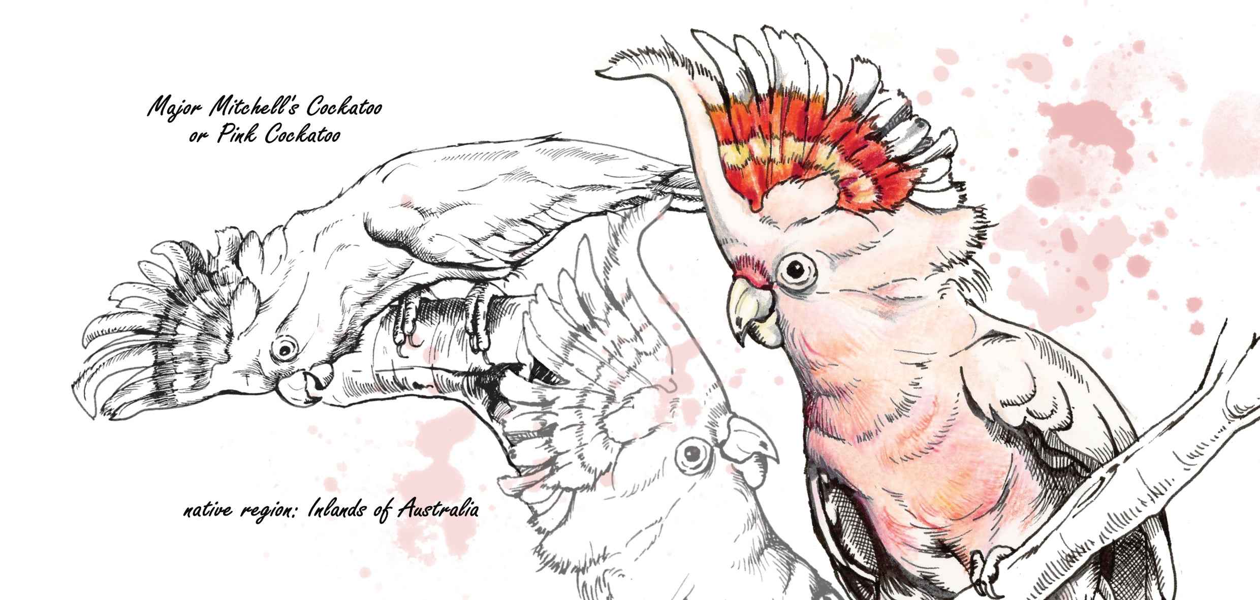 Mokkenserie Wildlife - Inca Kakatoe