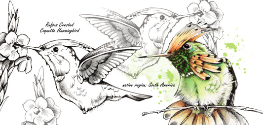 Mokkenserie Wildlife - Kolibri