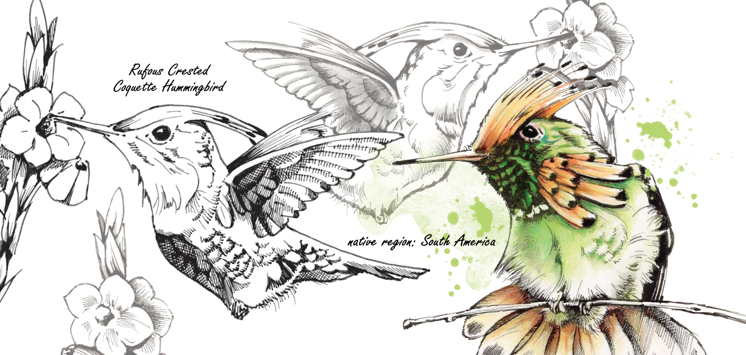 Tassenserie Wildtiere – Kolibri