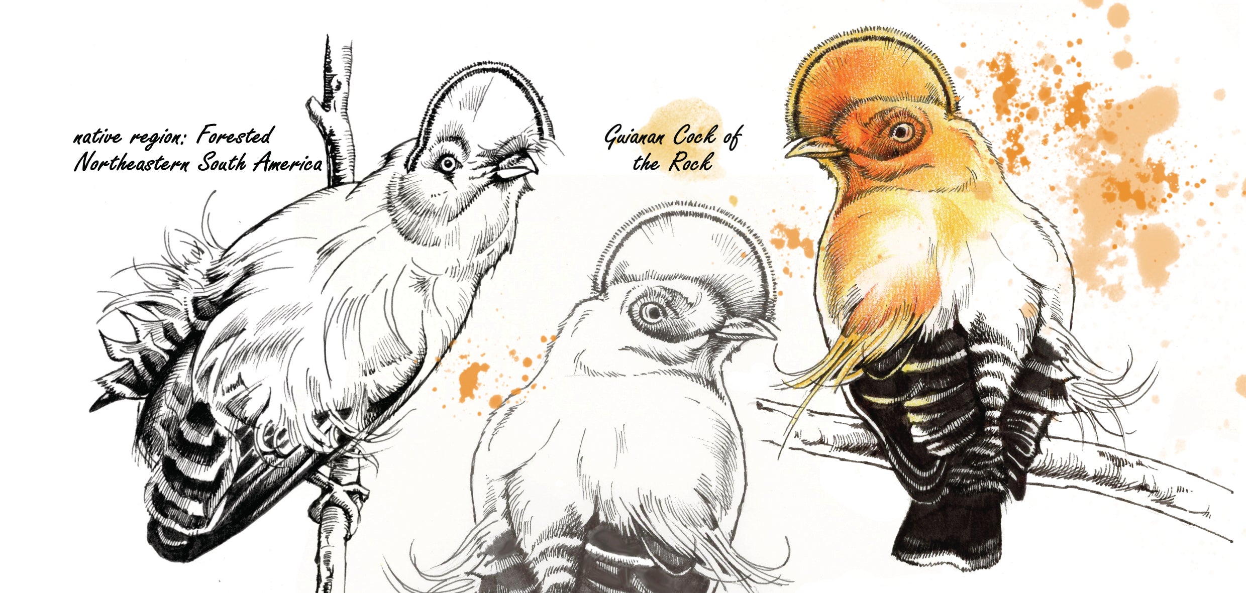 Mokkenserie Wildlife - Oranje Rotshaan