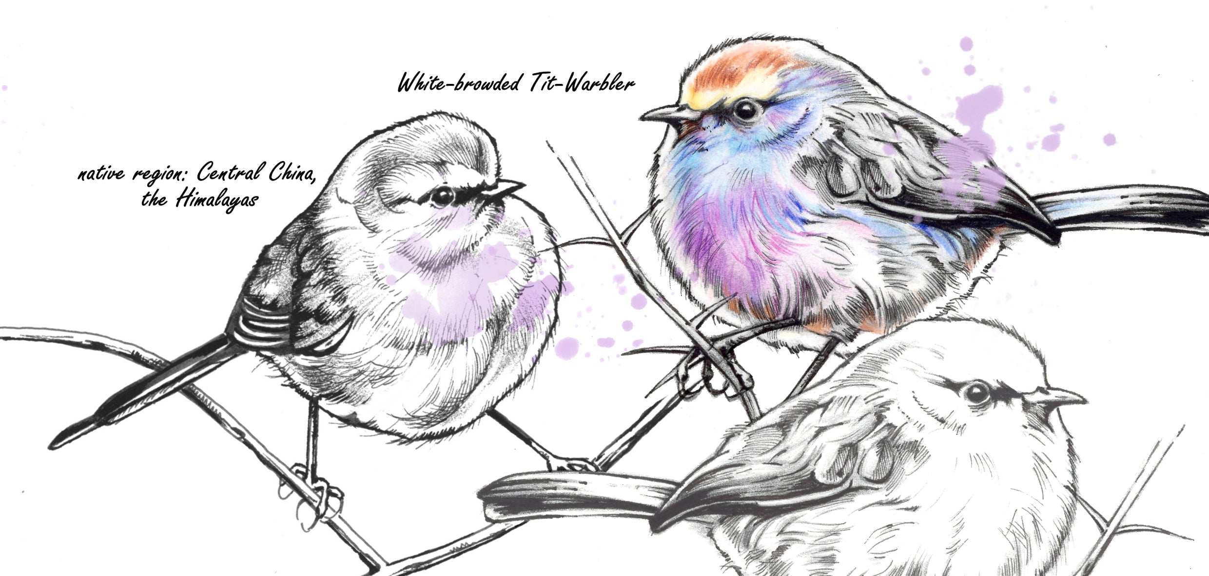 Mokkenserie Wildlife - Struikhaantje