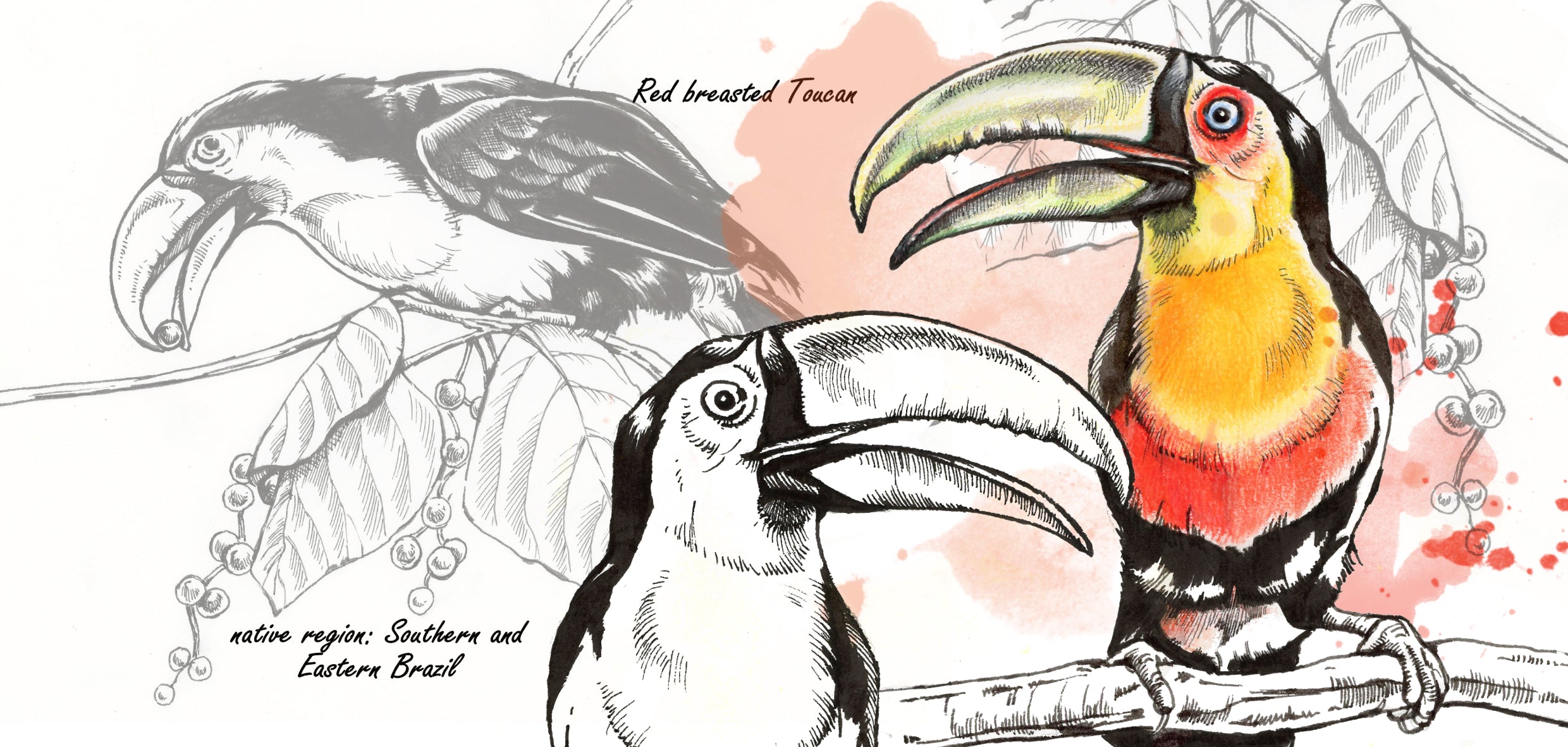 Mokkenserie Wildlife - Toekan