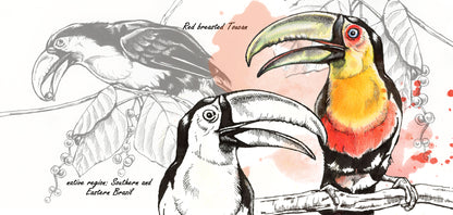 Mokkenserie Wildlife - Toekan