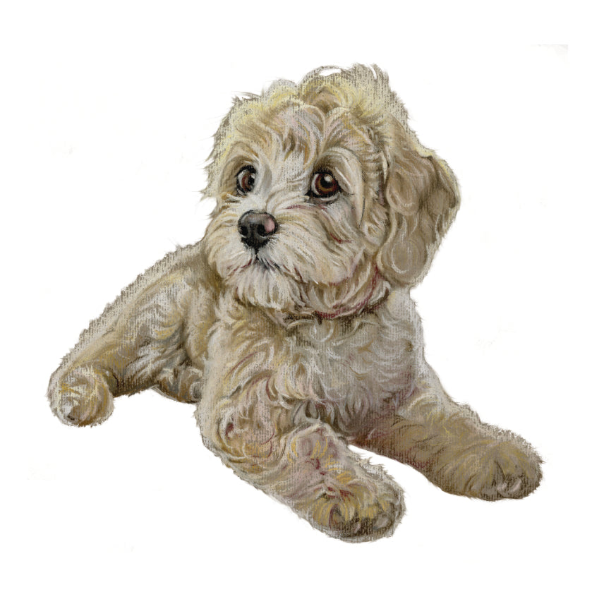 Koelkastmagneet - Labradoodle 2/Boomer2