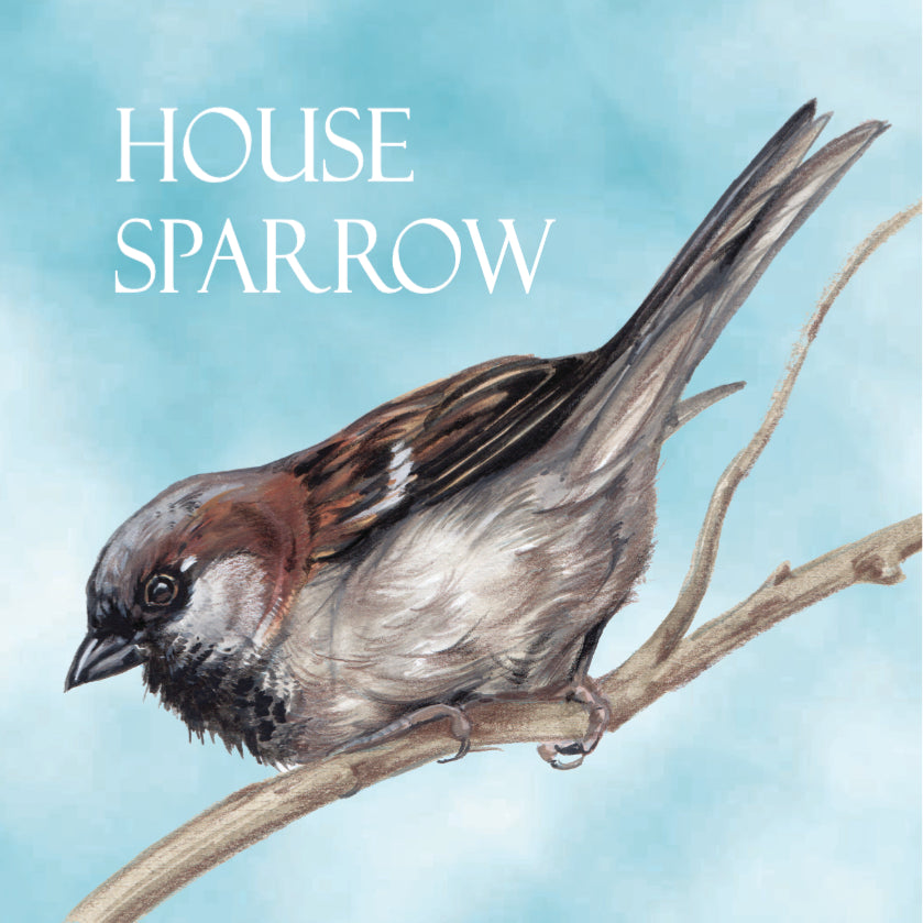 Koelkastmagneet - Huismus / House Sparrow