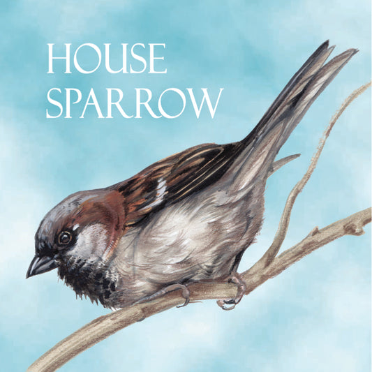 Koelkastmagneet - Huismus / House Sparrow