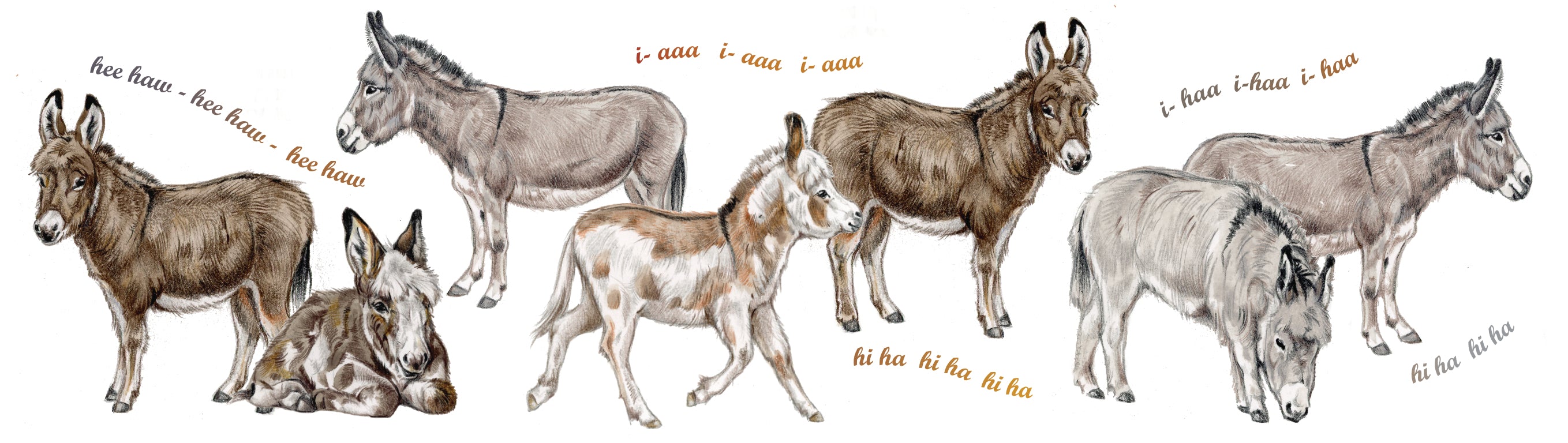 Mokken met collage - Ezel