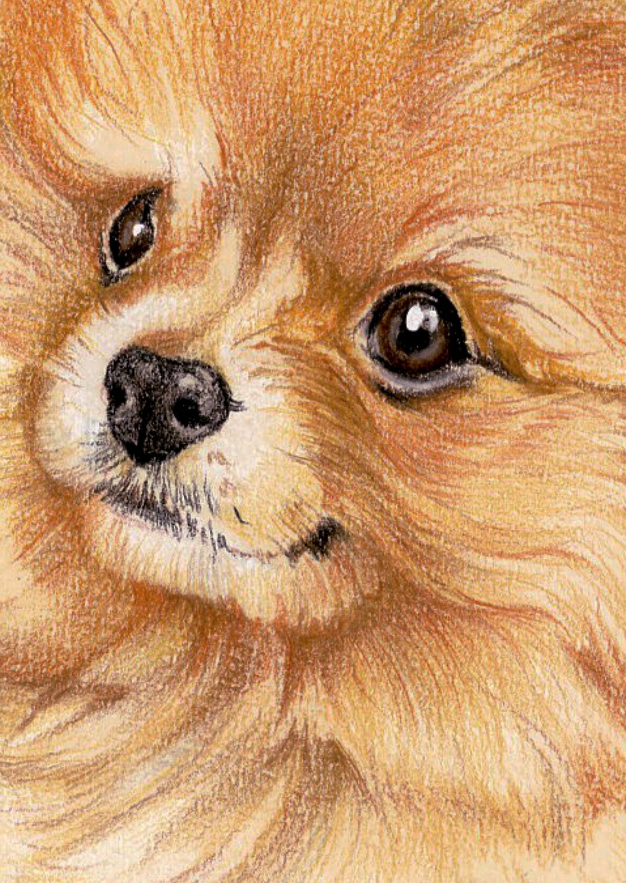 Kraftkaart A6 formaat (ansichtkaart) - kaart nummer 19 - Pomeriaan (per 5 stuks)