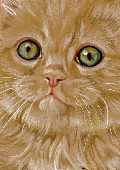 Kraftkaart A6 formaat (ansichtkaart) - kaart nummer 24 - Rode kat /  (per 5 stuks)