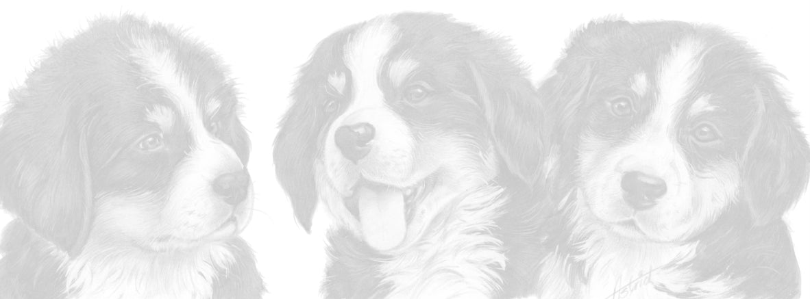 Schmale Karten – Berner Sennenhund – pro 5 Stück 