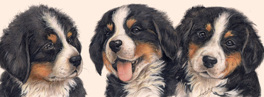Schmale Karten – Berner Sennenhund – pro 5 Stück 