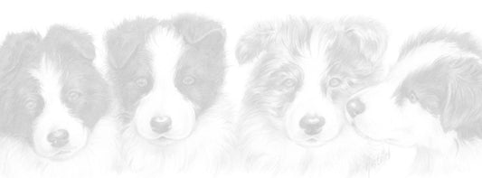 Schmale Karten – Border Collie – pro 5 Stück 