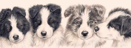 Schmale Karten – Border Collie – pro 5 Stück 