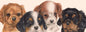 Smalle kaarten - Cavalier King Charles Spaniels