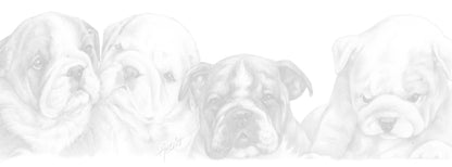 Smalle kaarten - Engels Bulldog