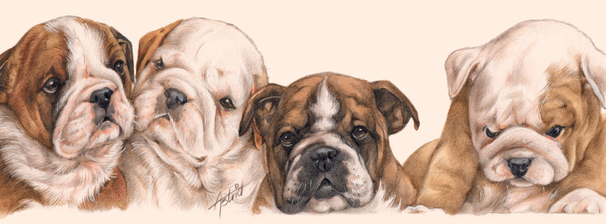 Smalle kaarten - Engels Bulldog