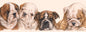 Smalle kaarten - Engels Bulldog