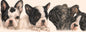 Smalle kaarten - Franse Bulldog