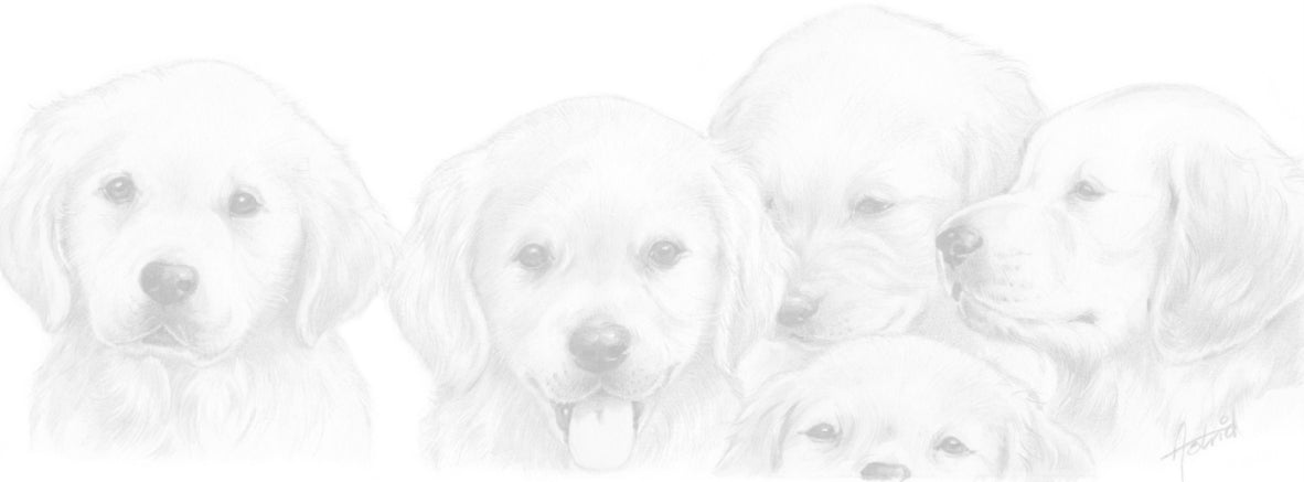 Schmale Karten – Golden Retriever – pro 5 Stück 