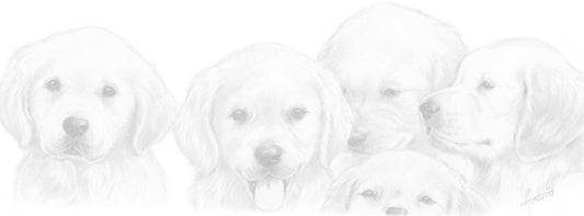 Schmale Karten – Golden Retriever – pro 5 Stück 