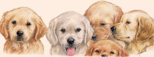 Schmale Karten – Golden Retriever – pro 5 Stück 