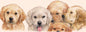Schmale Karten – Golden Retriever – pro 5 Stück 