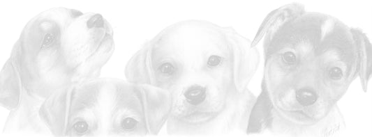 Schmale Karten – Jack Russell Terrier – pro 5 Stück 