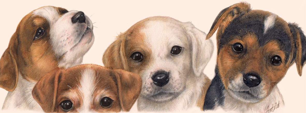 Smalle kaarten - Jack Russell Terrier - per 5 stuks