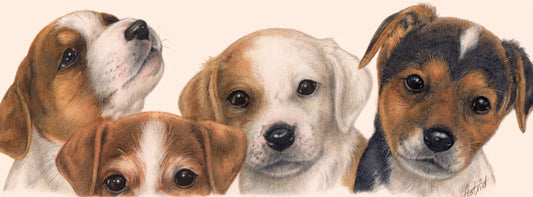 Schmale Karten – Jack Russell Terrier – pro 5 Stück 