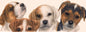 Smalle kaarten - Jack Russell Terrier
