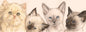 Smalle kaarten - Kattencollage 2