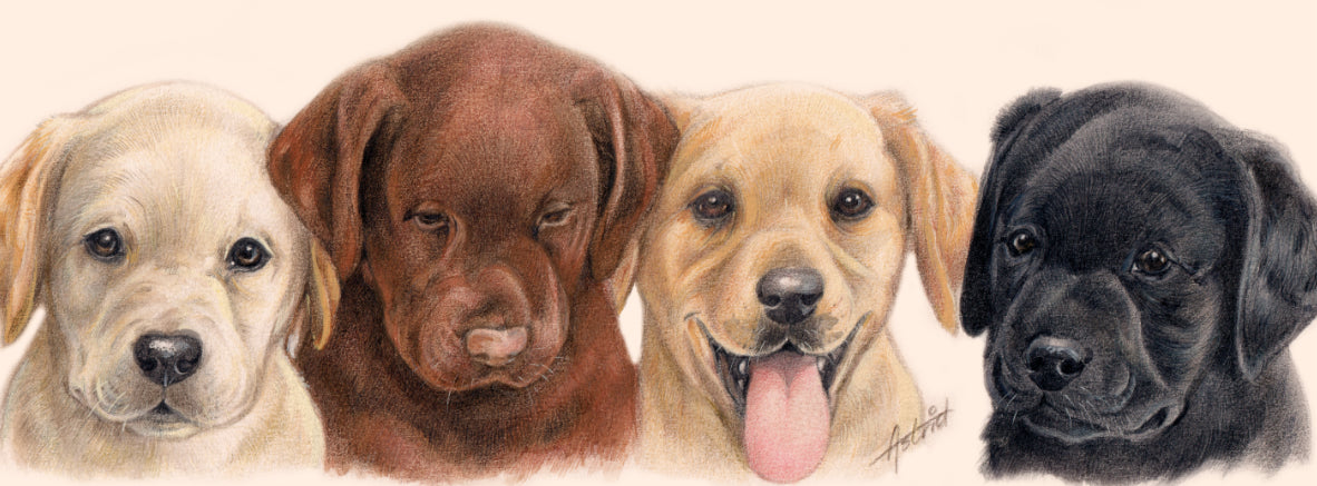 Smalle kaarten - Labrador Retrievers