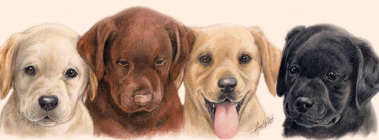 Schmale Karten – Labrador Retriever – pro 5 Stück 