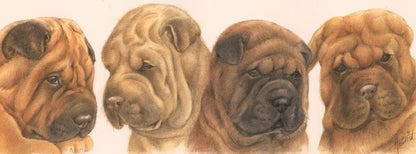Smalle kaarten - Sharpei