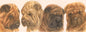 Smalle kaarten - Sharpei