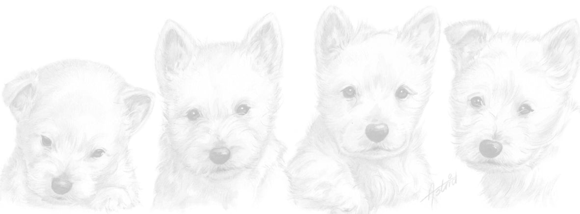 Smalle kaarten - West Highland White Terrier