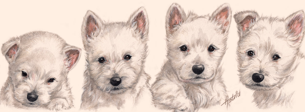 Smalle kaarten - West Highland White Terrier