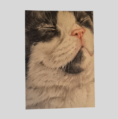 Kraftkaart A6 formaat (ansichtkaart) - kaart nummer 23 - Zwart Wit Kitten (per 5 stuks)