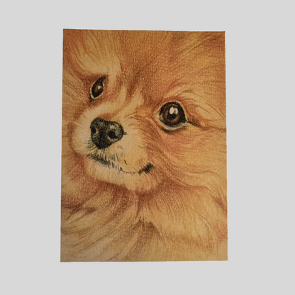 Kraftkaart A6 formaat (ansichtkaart) - kaart nummer 19 - Pomeriaan (per 5 stuks)