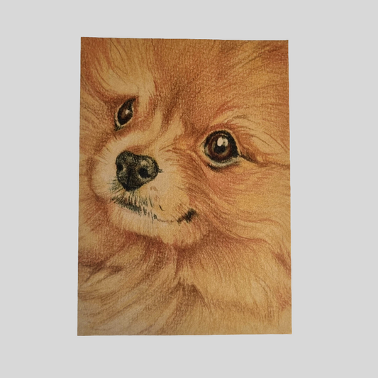 Kraftkaart A6 formaat (ansichtkaart) - kaart nummer 19 - Pomeriaan (per 5 stuks)