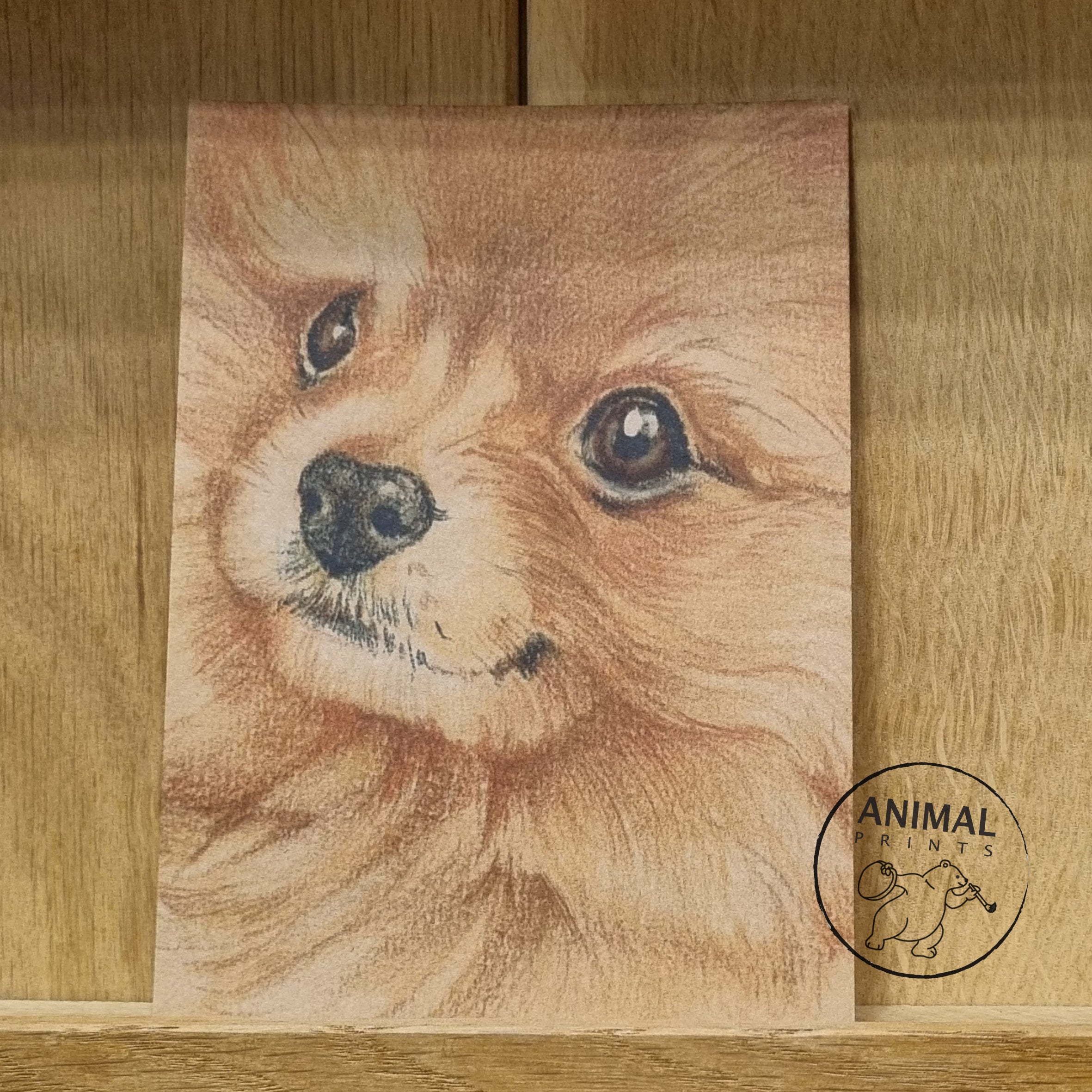 Kraftkarte im A6-Format (Postkarte) - Kartennummer 19 - Zwergspitz (pro 5 Stück)