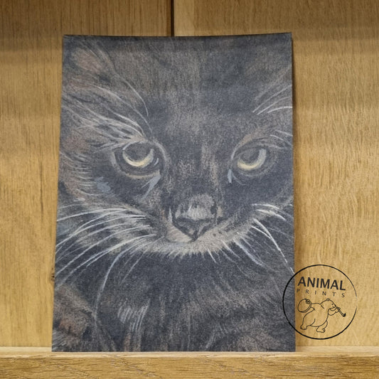 Kraftkaart A6 formaat (ansichtkaart) - kaart nummer 22 - Zwarte Kitten (per 5 stuks)