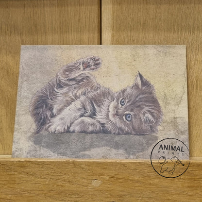 Kraftkaart A6 formaat (ansichtkaart) - kaart nummer 10 - Liggend kitten
